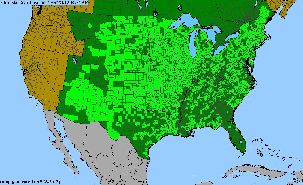 BONAP county-level native range map for Andropogon gerardii