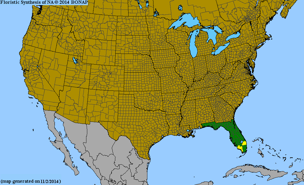 http://bonap.net/MapGallery/County/Ionopsis%20utricularioides.png