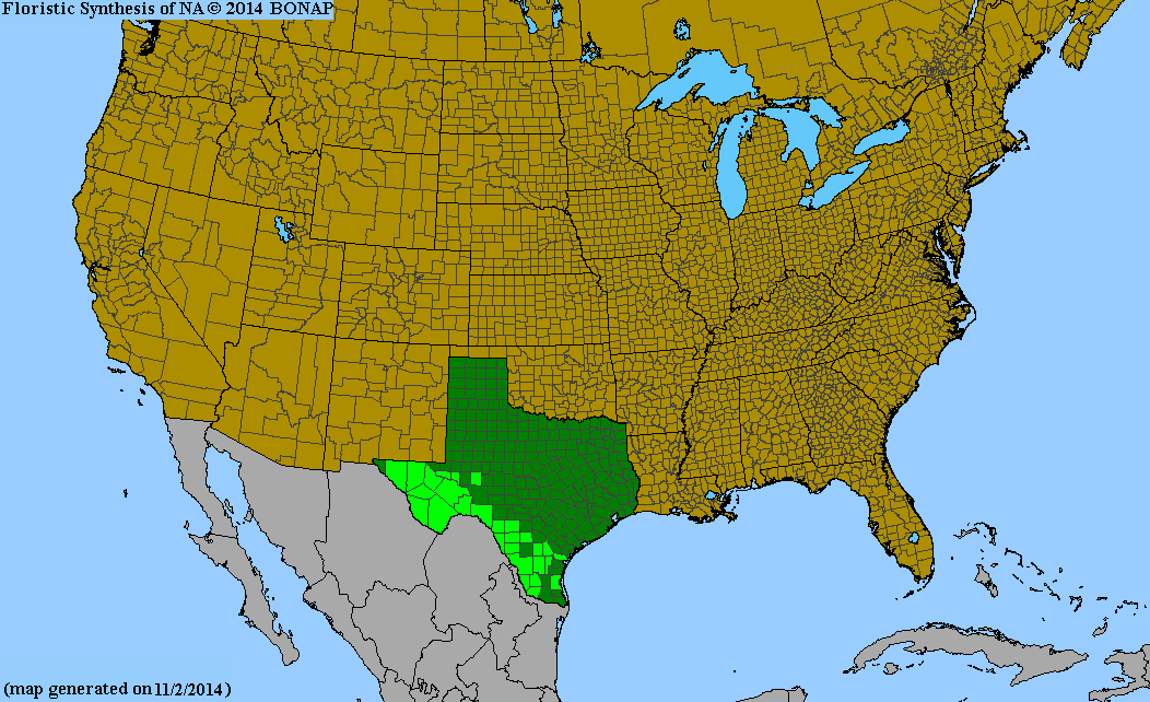 Psilostrophe gnaphalodes