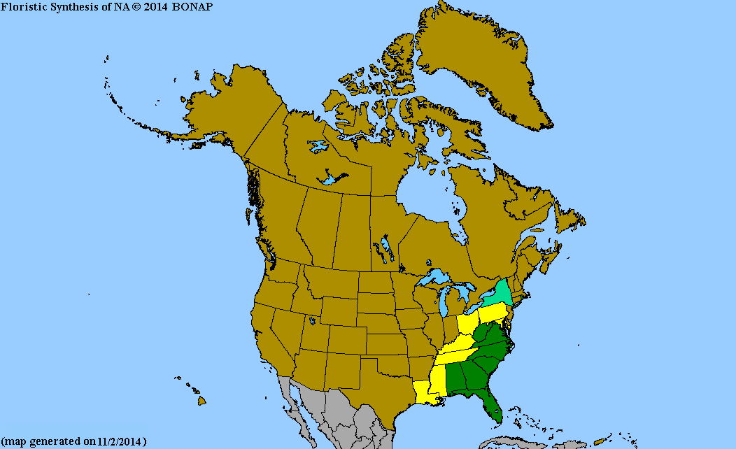 green and gold Chrysogonum virginianum from New England Wild