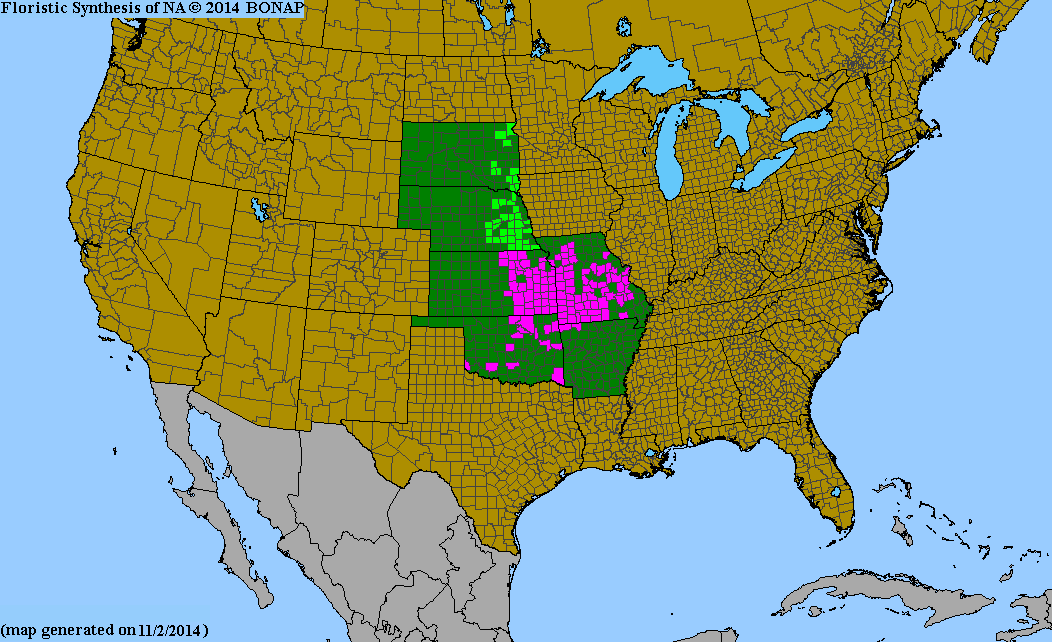 BONAP county-level native range map for Allium canadense var. lavendulare