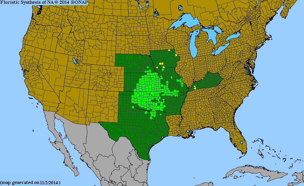 BONAP county-level native range map for Baptisia australis var. minor