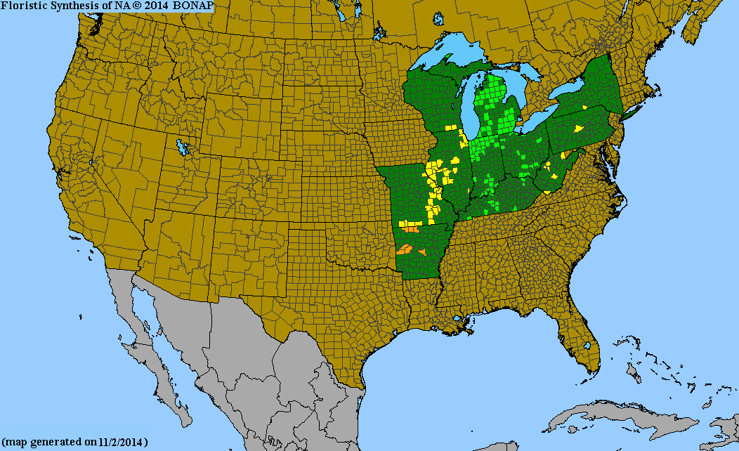 BONAP county-level native range map for Liatris scariosa var. nieuwlandii