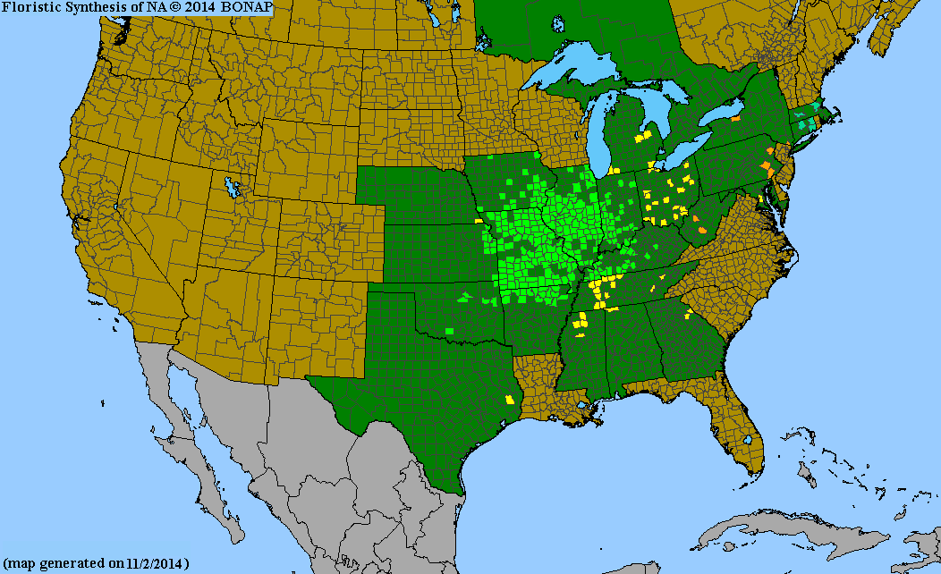 BONAP county-level native range map for Pycnanthemum verticillatum var. pilosum