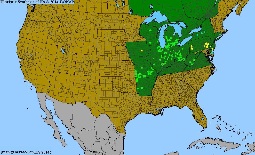 BONAP county-level native range map for Rudbeckia fulgida var. sullivantii