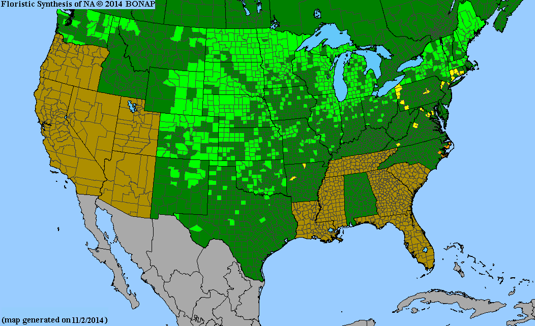 BONAP county-level native range map for Schoenoplectus acutus var. acutus