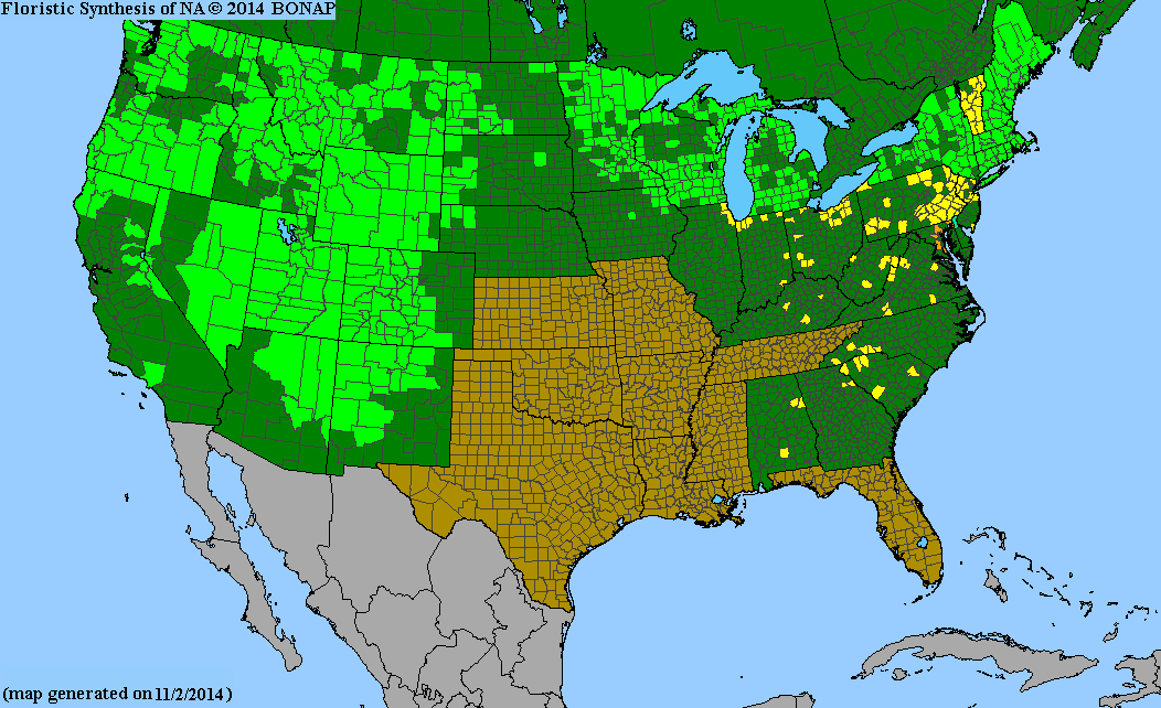 Flora of New York/Ginkgoales, Pinales - Wikibooks, open books for an ...