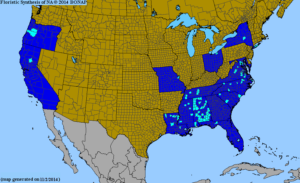 Narcissus x incomparabilis - Species Page - ISB: Atlas of Florida Plants