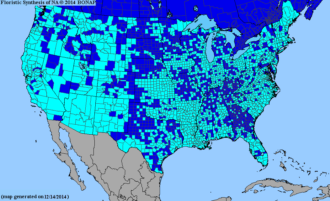 Sonchus asper - Species Page - ISB: Atlas of Florida Plants