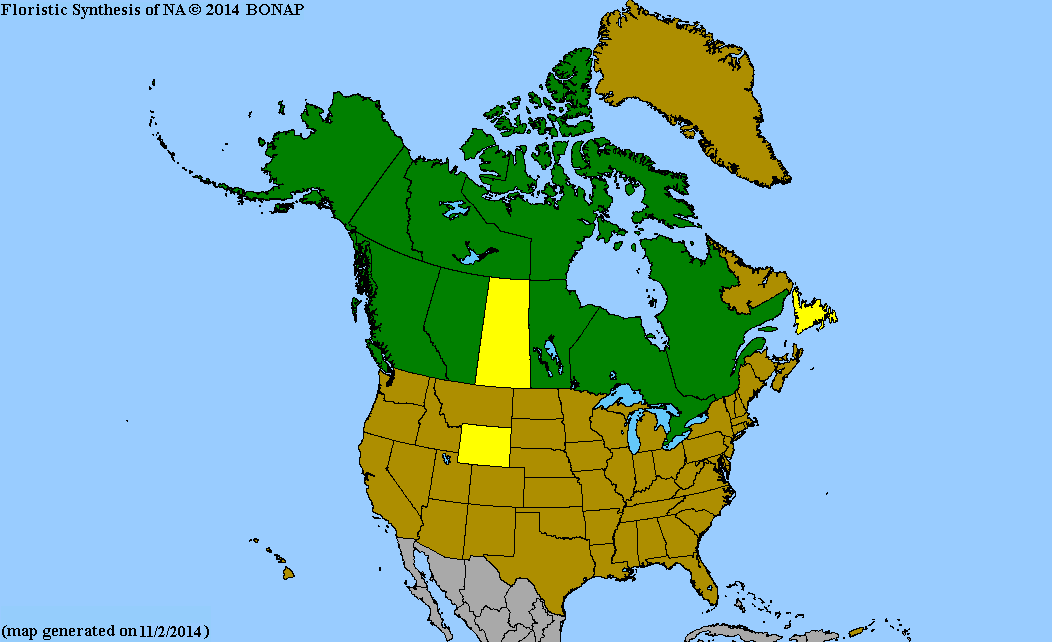 Arctous Ruber 2013 BONAP North American Plant Atlas. TaxonMaps