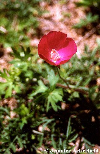 Winecup in the garden