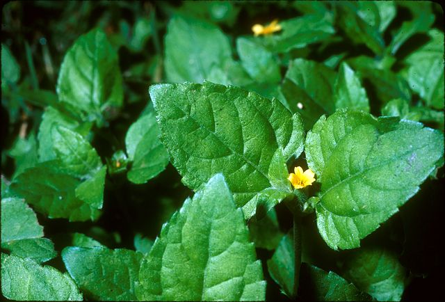 Horseherb in the garden