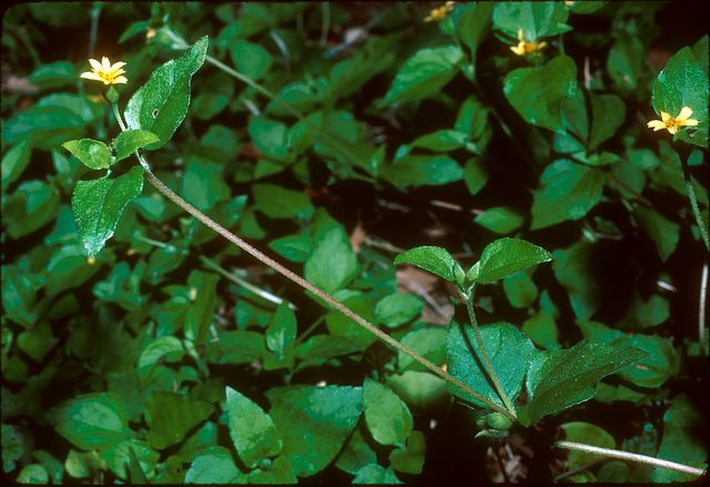 Horseherb in the garden