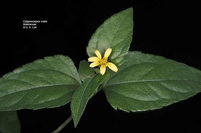 Horseherb in the garden