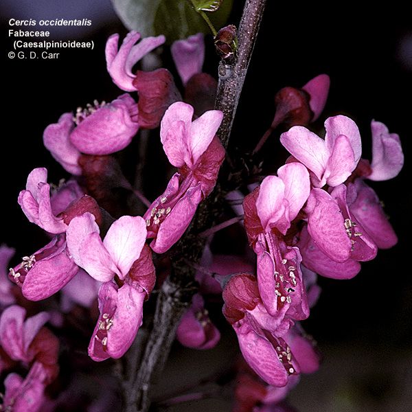 Texas Redbud in the garden