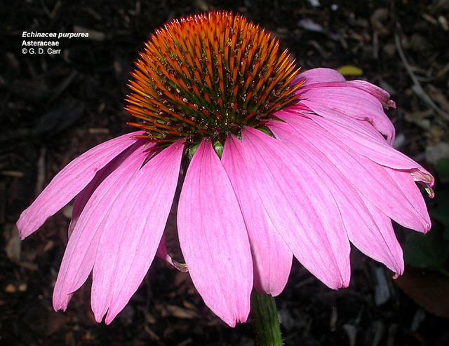 Purple Coneflower in the garden