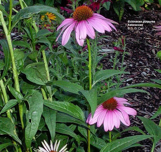 Purple Coneflower