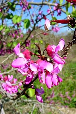 Texas Redbud in the garden