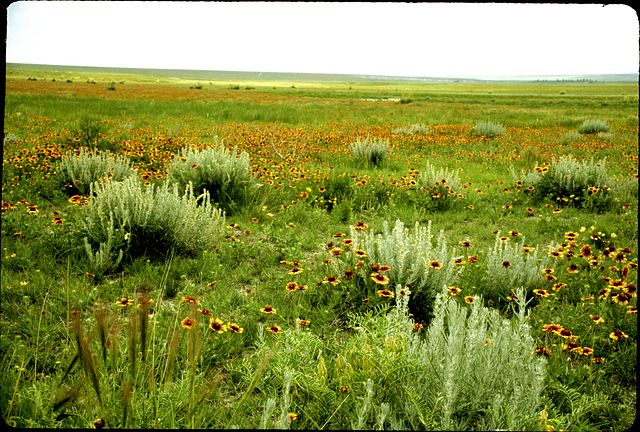 Indian Blanket in the garden