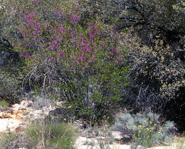 Texas Redbud in the garden