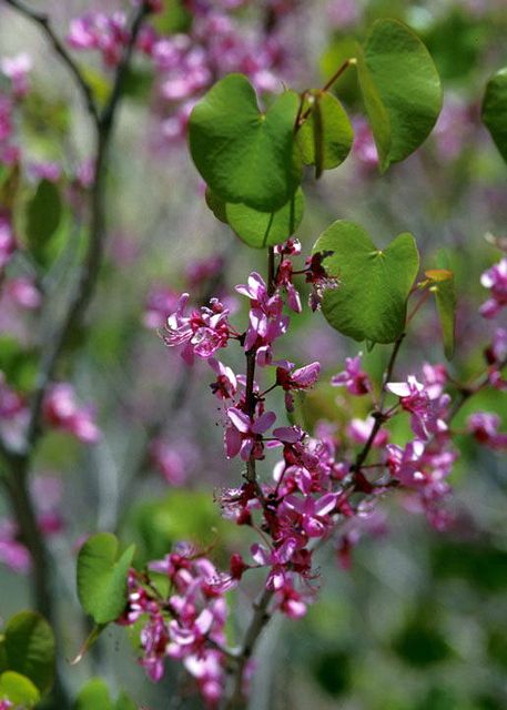 Texas Redbud in the garden