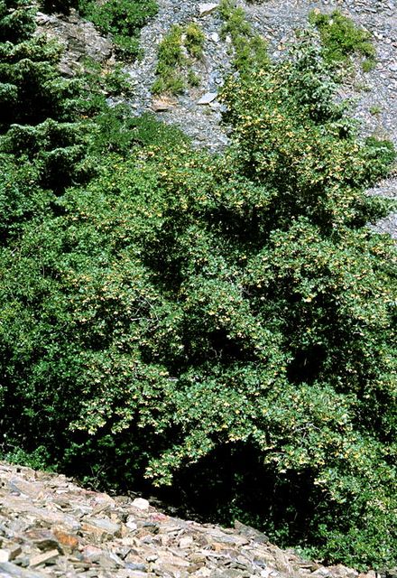 Bigtooth Maple in the garden