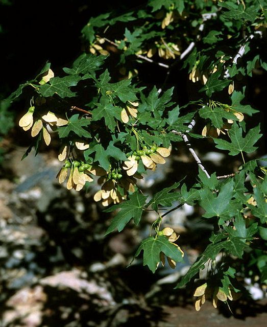 Bigtooth Maple in the garden