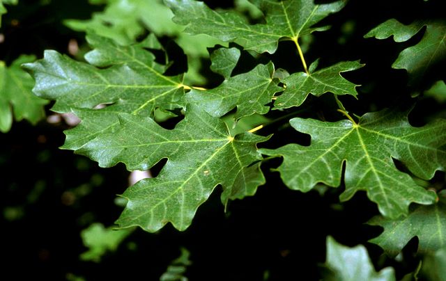 Bigtooth Maple in the garden