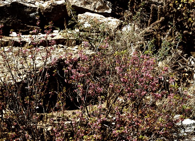 Mexican Buckeye in the garden