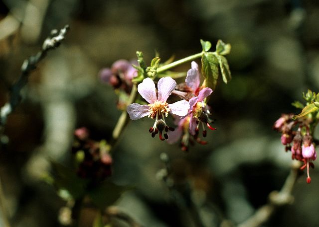 Mexican Buckeye in the garden