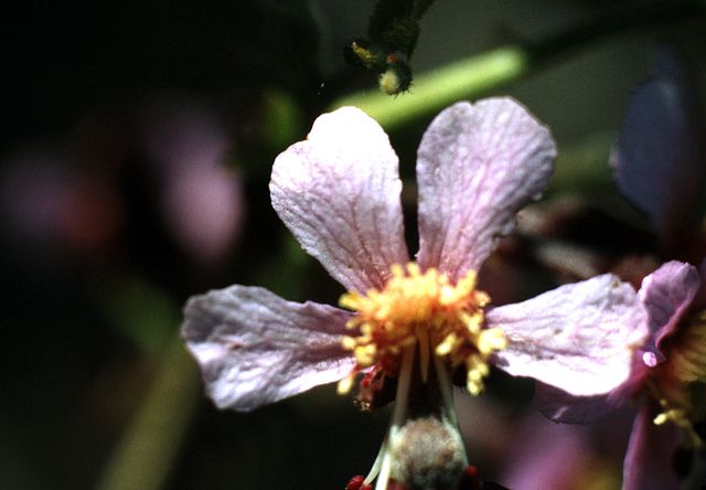 Mexican Buckeye in the garden