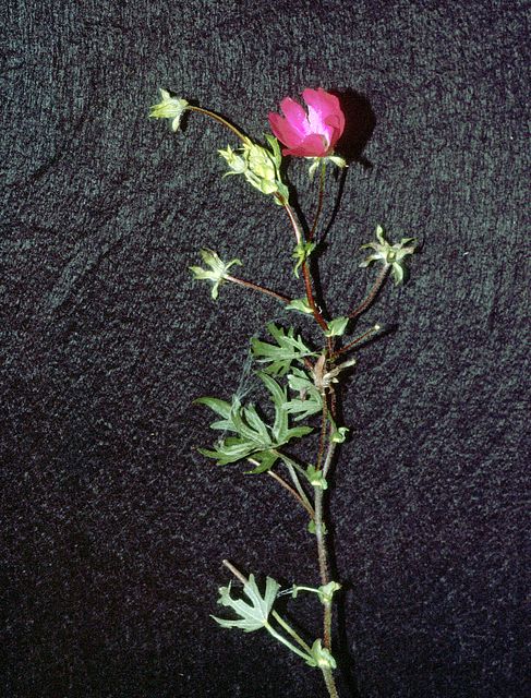 Winecup in the garden