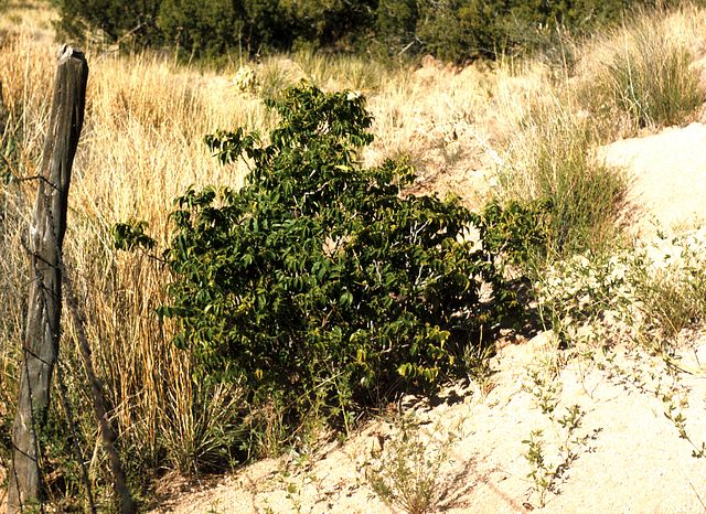 Mexican Buckeye in the garden