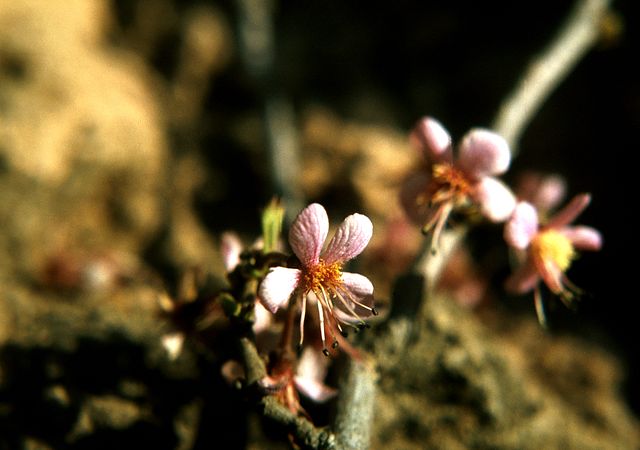 Mexican Buckeye in the garden