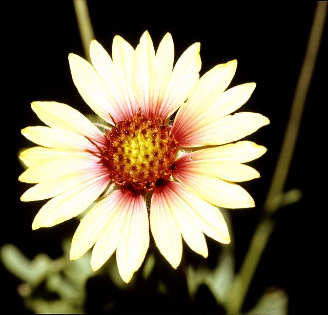 Indian Blanket in the garden
