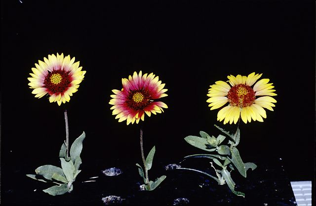 Indian Blanket in the garden