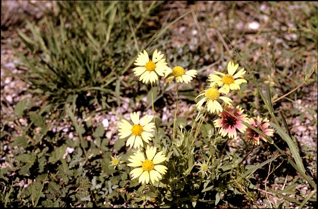 Indian Blanket in the garden
