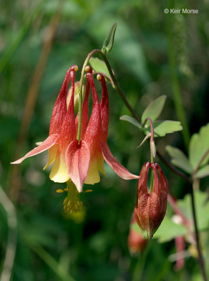 Wild Red Columbine in the garden