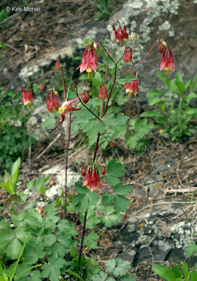 Wild Red Columbine in the garden