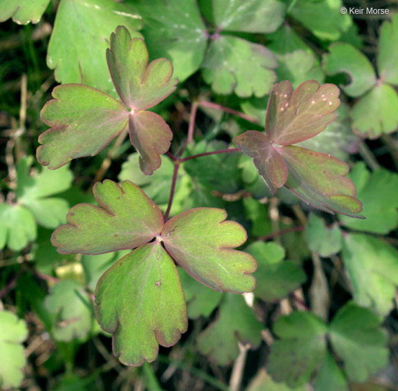 Wild Red Columbine in the garden