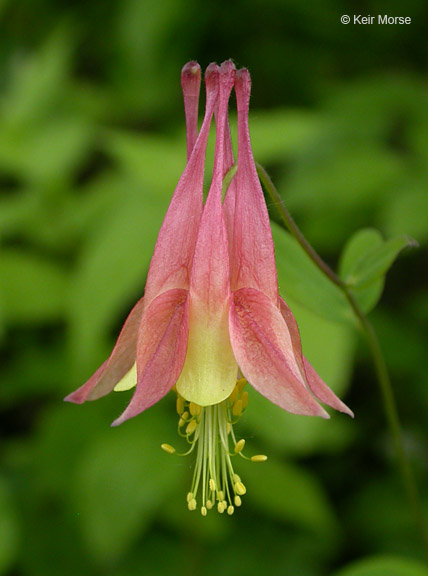 Wild Red Columbine in the garden
