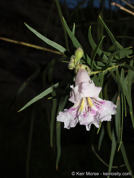 Willow-leaved Catalpa