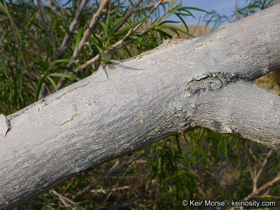 Willow-leaved Catalpa in the garden