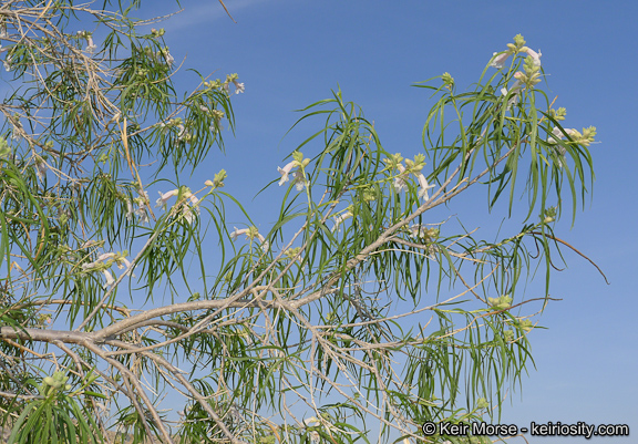 Willow-leaved Catalpa in the garden