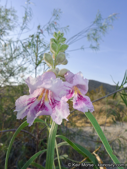 Willow-leaved Catalpa in the garden