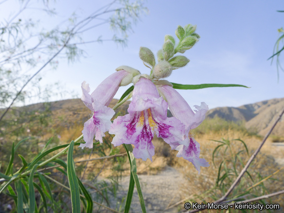 Willow-leaved Catalpa in the garden