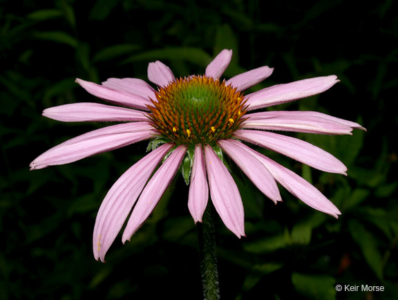 Purple Coneflower in the garden