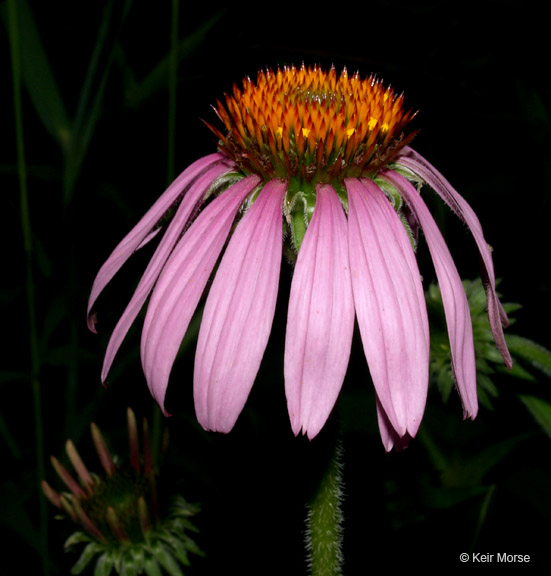 Purple Coneflower in the garden