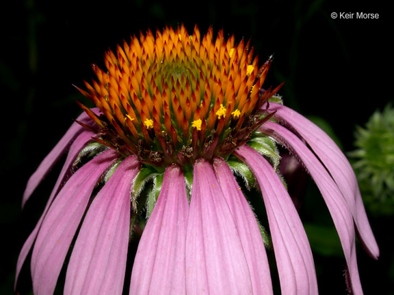 Purple Coneflower in the garden