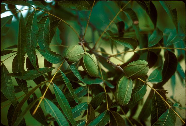Pecan in the garden